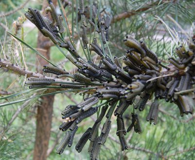 Шкідники сосни у вигляді гусениць