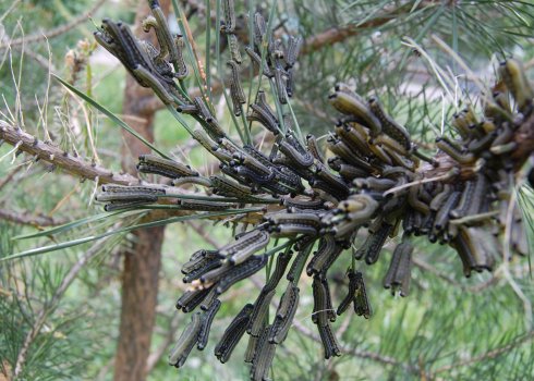 Шкідники сосни у вигляді гусениць