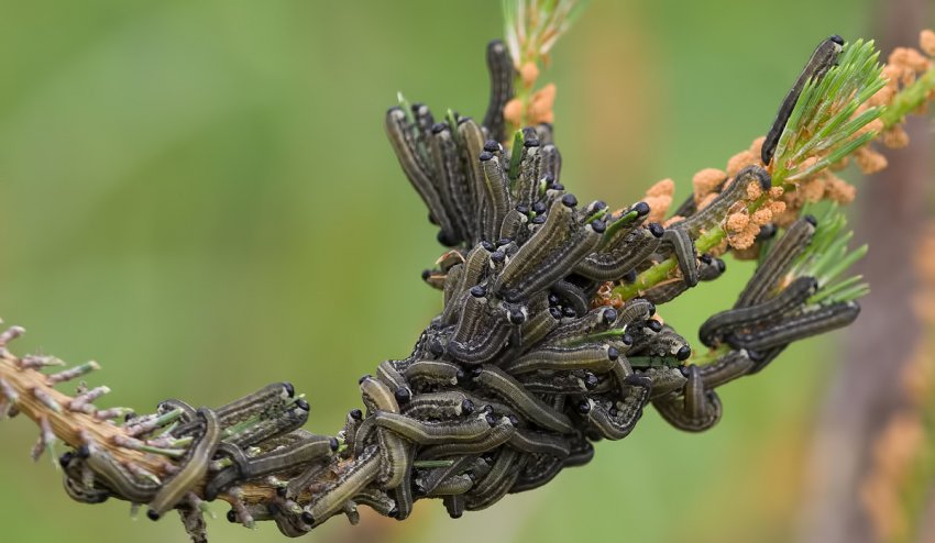 Чорні гусениці поїдають сосну