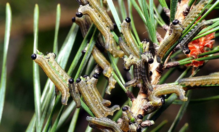 Гусениці пильщика