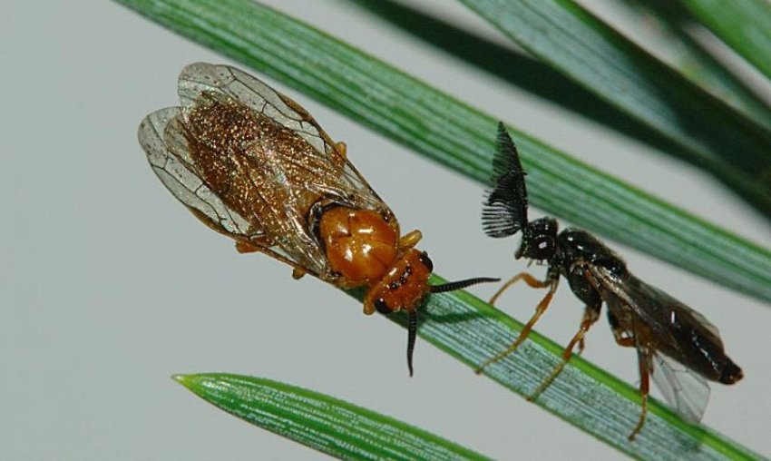 Руді пильщики