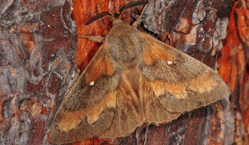 коконопряд Сосновий