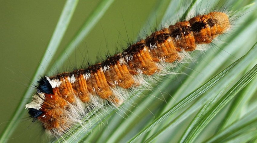 Гусениця соснового коконопряда
