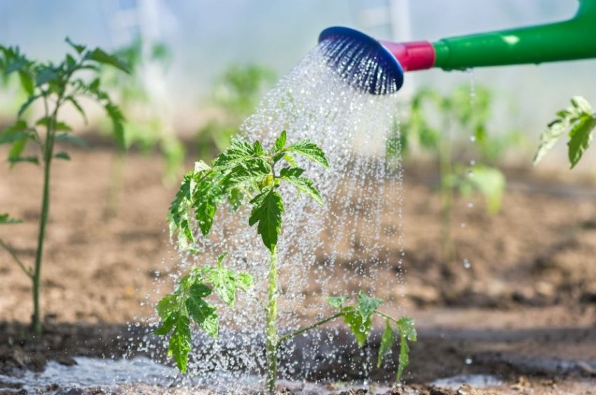 Полив помідорів