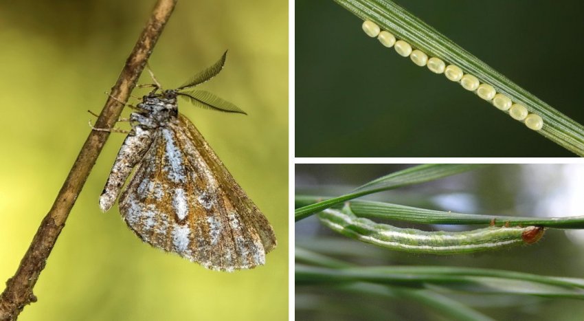 Соснова пяденица