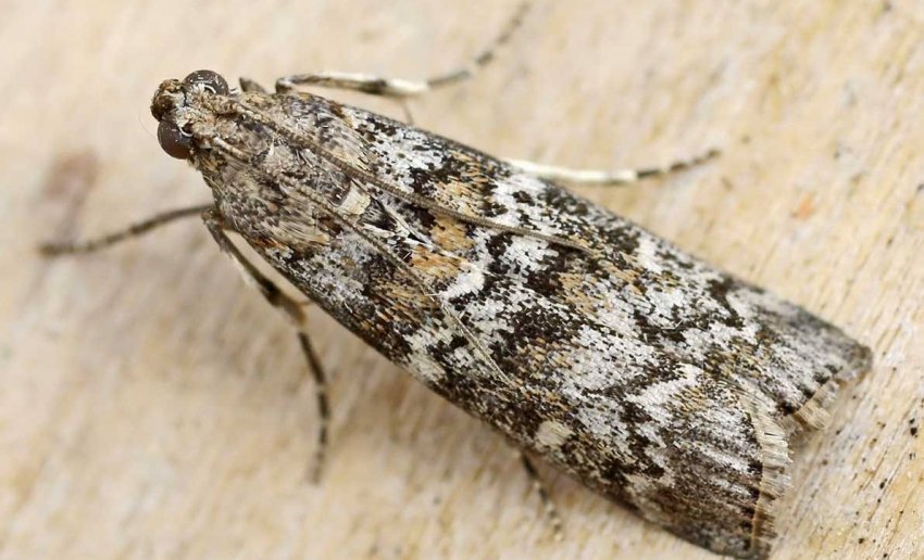 Ялинова огнівка