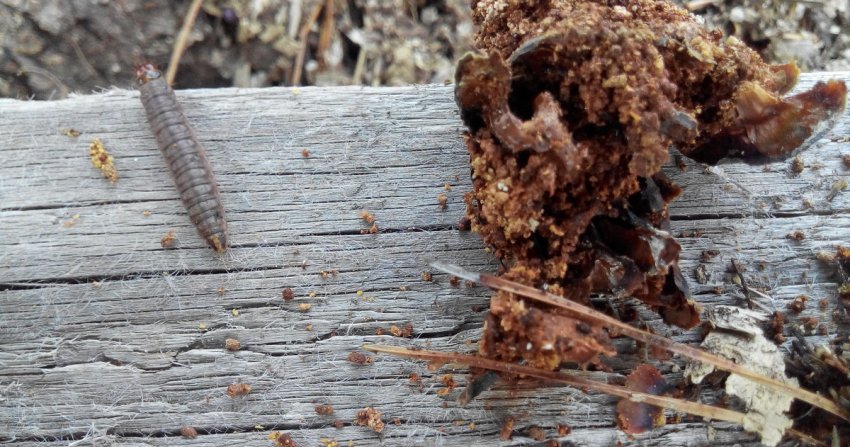 Гусениця шишковой вогнівки