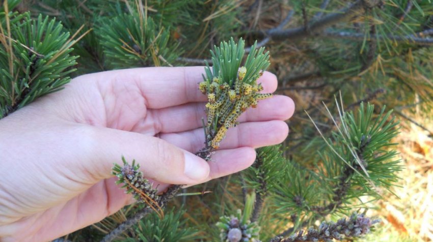 Гусениці на сосні