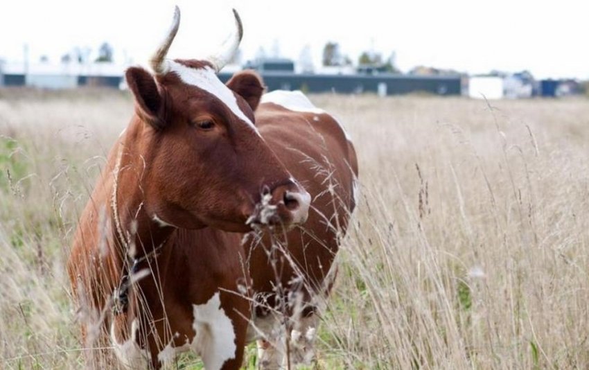 Айрширська порода корів