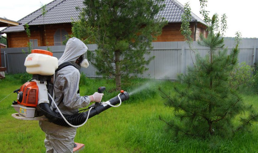 Обробка сосен від шкідників