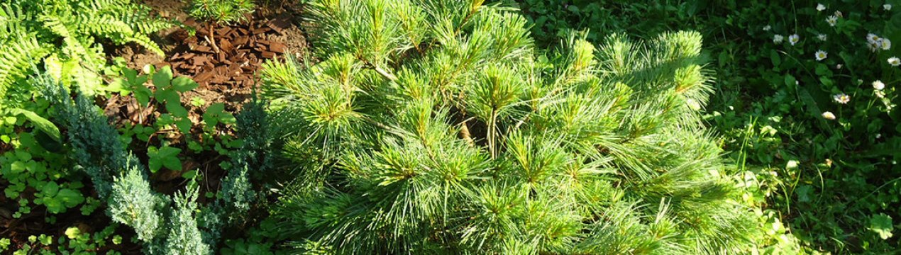 Опис і характеристика сосни веймутової Блю Шег