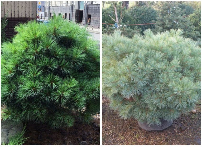 Сосна Блю Шег