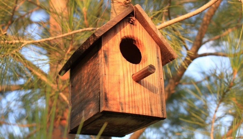 Шпаківня на сосні