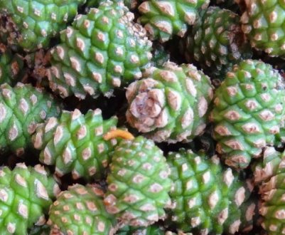 Що можна зробити із зелених соснових шишок — лікувальні властивості