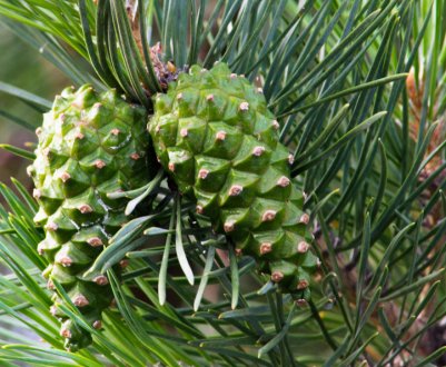 Лікування кашлю сосновими шишками: рецепти