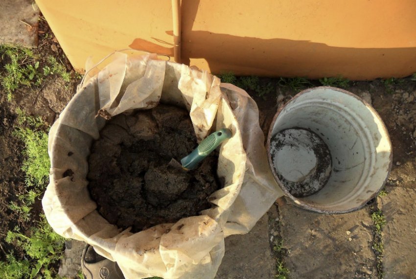 Курячий послід