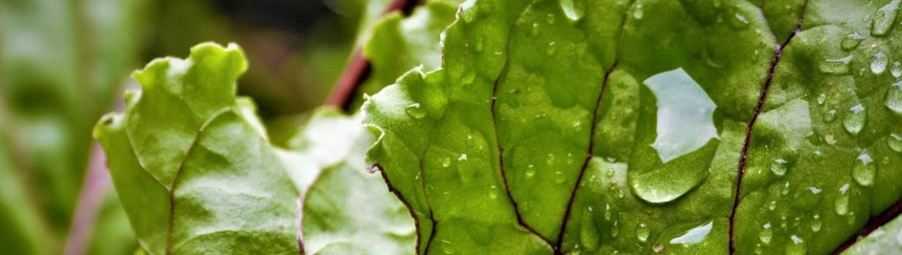 Як правильно поливати буряк у відкритому грунті?