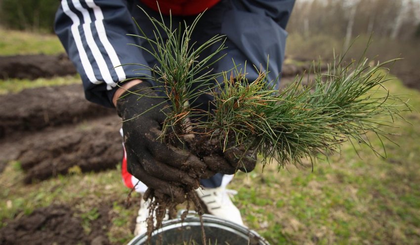 Посадка саджанця сосни Посадка саджанця сосни
