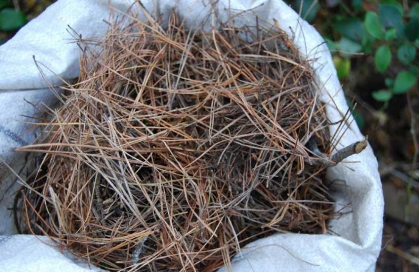 Соснові голки для мульчування Соснові голки для мульчування