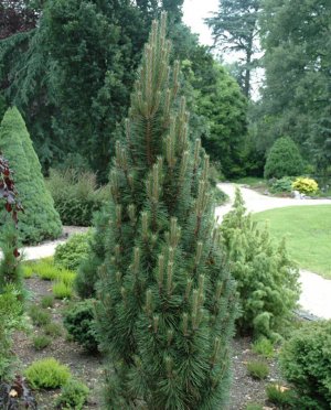 Сосна чорна Пирамидалис Сосна чорна Пирамидалис