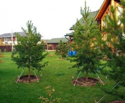 Правильна посадка сосни на дачній ділянці