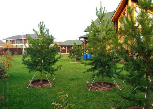 Правильна посадка сосни на дачній ділянці