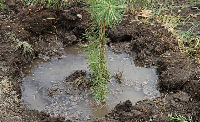 Полив саджанця сосни