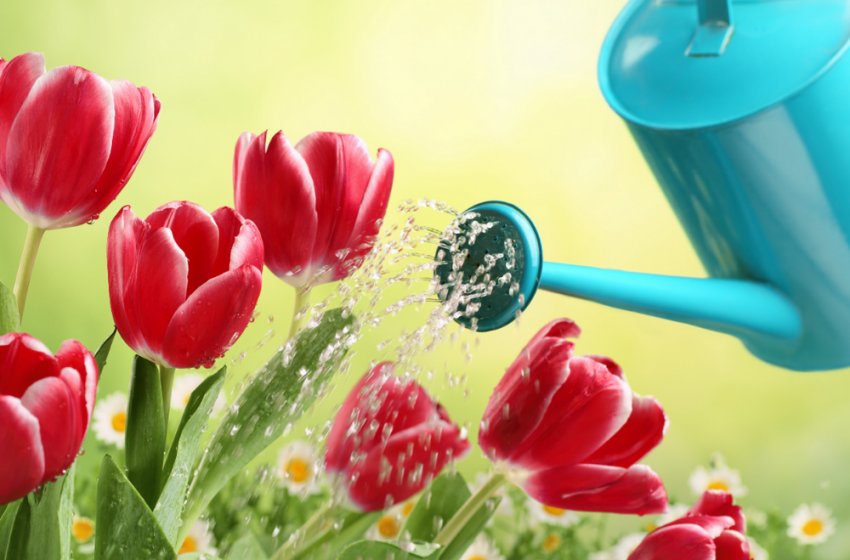 Полив тюльпанів Полив тюльпанів