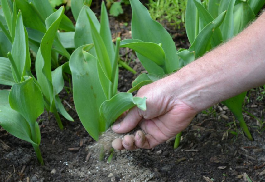 Підживлення тюльпанів Підживлення тюльпанів