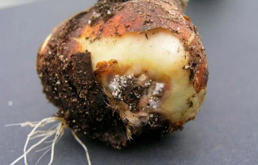 Грибкова сіра гниль Грибкова сіра гниль