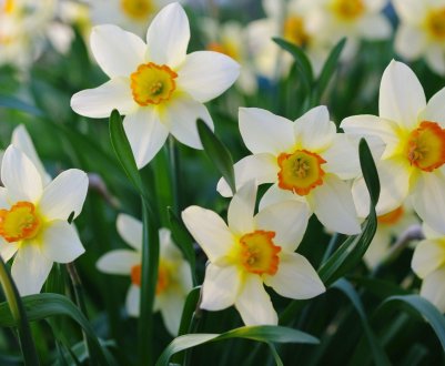 Опис нарциса звичайного