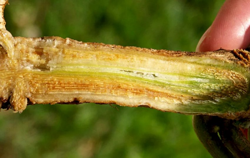 Фузаріоз Фузаріоз