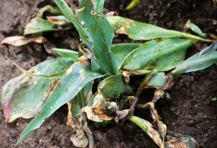 Серпнева хвороба Серпнева хвороба