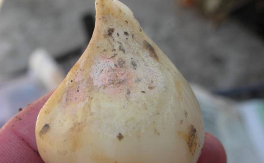 Біла гнилизна Біла гнилизна