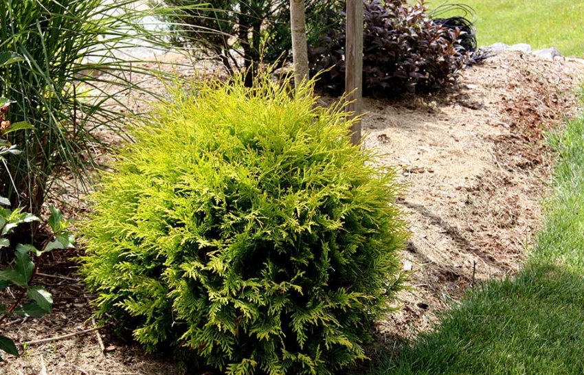 Туя Голден Глоб в ландшафтному дизайні Туя Голден Глоб в ландшафтному дизайні
