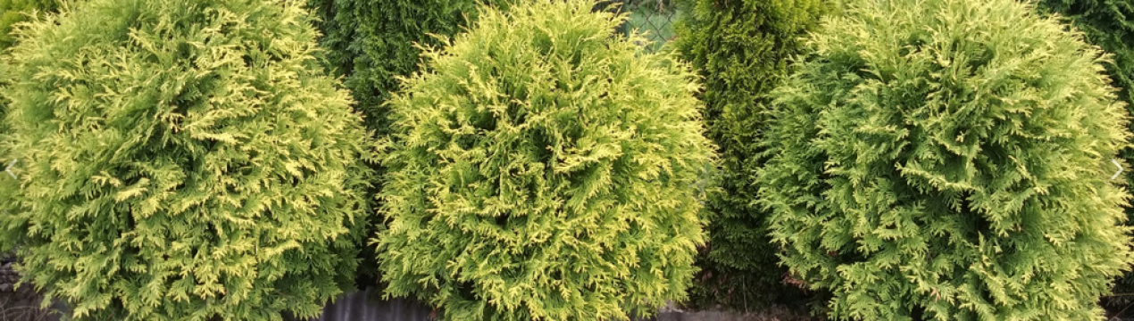 Золотий кулю або туя Голден Глоб