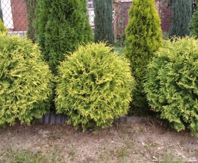 Золотий кулю або туя Голден Глоб