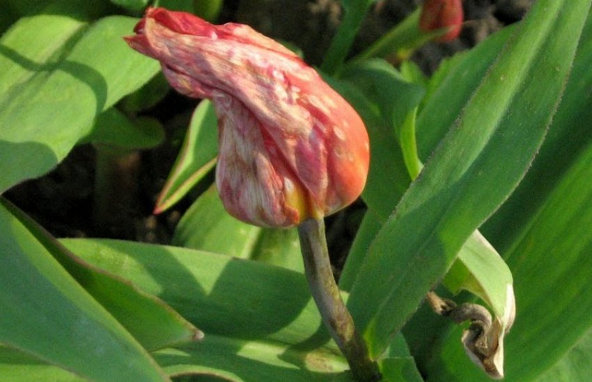 Хворий тюльпан Хворий тюльпан