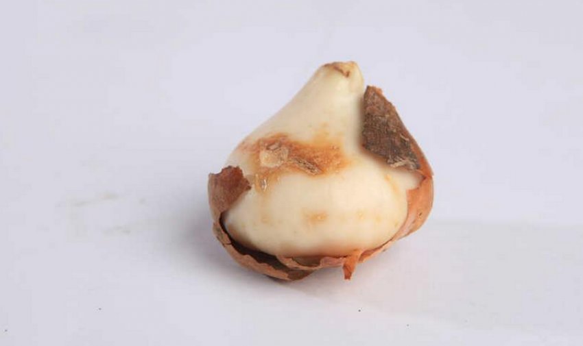 Ботритиозная гниль Ботритиозная гниль