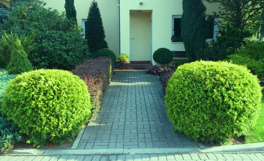 Туя Голден Глоб Туя Голден Глоб