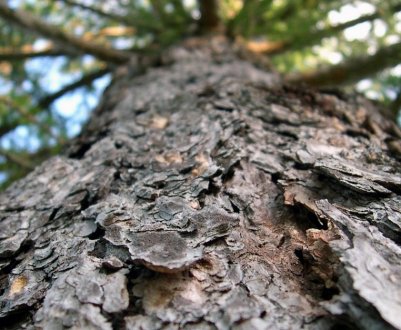 Визначення віку сосни по кільцях та іншими ознаками