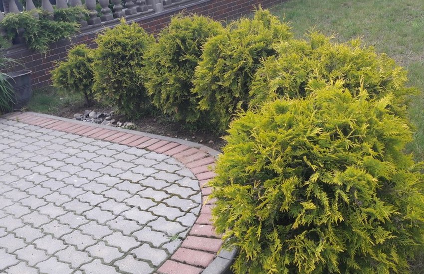 Живу огорожу з туї Живу огорожу з туї