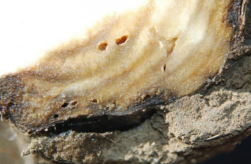 М'яка гниль М'яка гниль