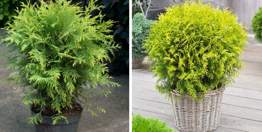 Туя західна Голден Глоб Туя західна Голден Глоб