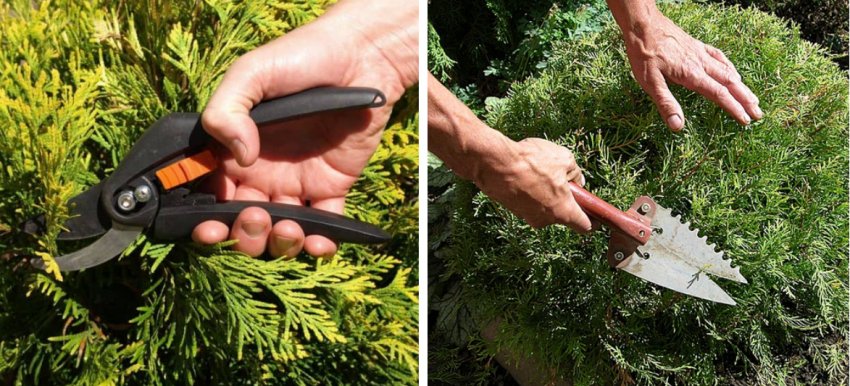 Обрізка туї Обрізка туї