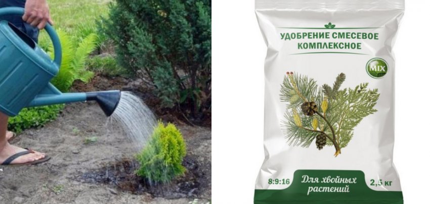 Полив і підгодівля туї Полив і підгодівля туї