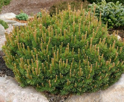 Гірська сосна: опис видів, посадка й догляд, розмноження