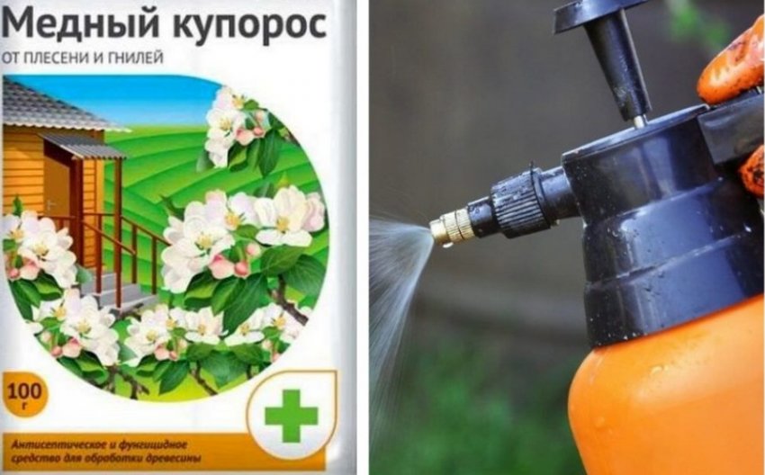 Обробка туї розчином мідного купоросу Обробка туї розчином мідного купоросу