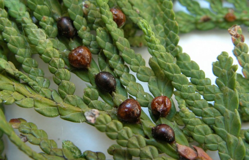 Ложнощитовки на туї Ложнощитовки на туї