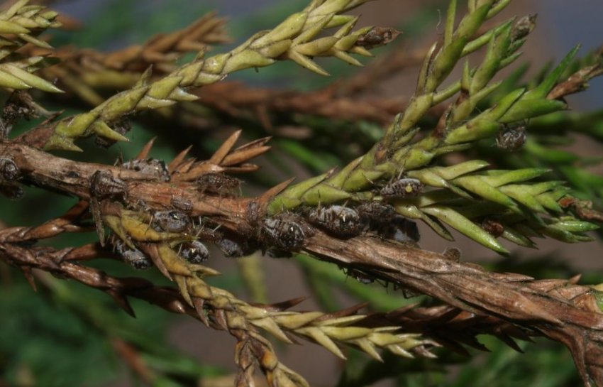 Попелиця на туе Попелиця на туе